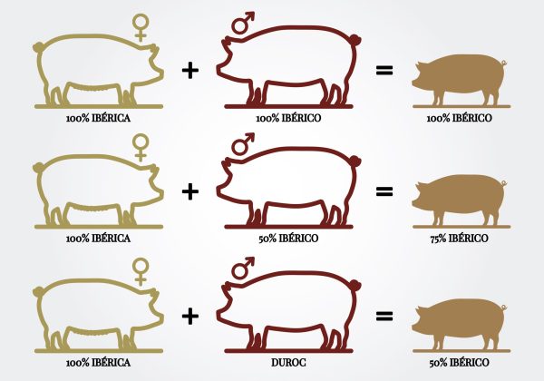 Tabla de procedencia y raza del jamón