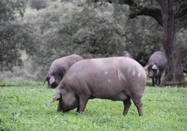 Cerdo ibérico pastando en la dehesa